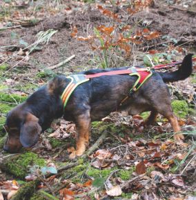 Hundeführgeschirr „FOLLOW” TRAIL in Größe S