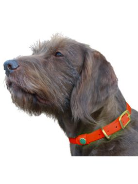 hund-mit-glossy-halsung-orange.jpg