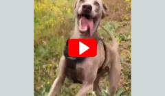 Der Hund fühlt sich wohl im Follow